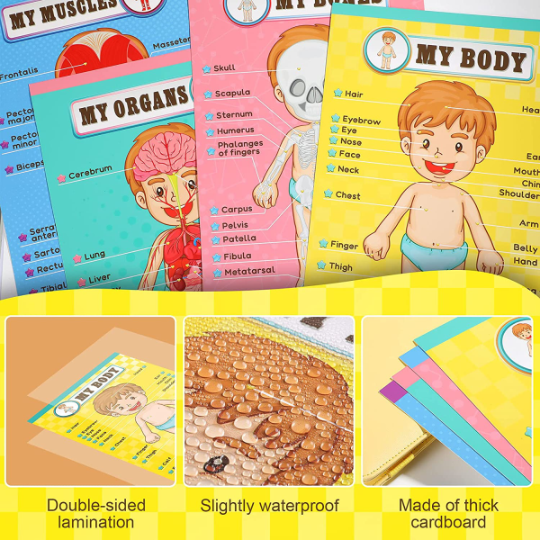 Human Body Educational Learning Posters Body Parts Learning Wall Chart for Kids Cartoon Anatomy Chart Educational Poster Preschool Kindergarten Teaching Supplies, Classroom Decoration, 17 x 11 Inch For Discount - Image 3