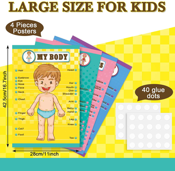 Human Body Educational Learning Posters Body Parts Learning Wall Chart for Kids Cartoon Anatomy Chart Educational Poster Preschool Kindergarten Teaching Supplies, Classroom Decoration, 17 x 11 Inch For Discount - Image 2